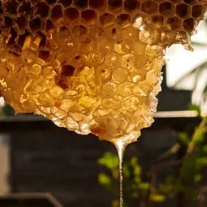 Honey
